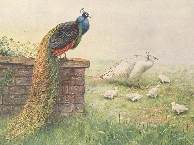 1860-George Edward Lodge - Ack - Pavone alato